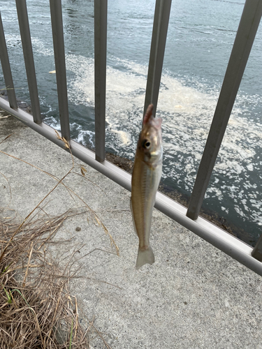 キスの釣果