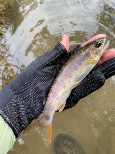 アマゴの釣果