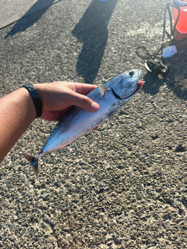 ソウダガツオの釣果