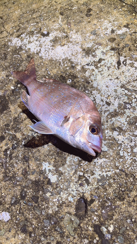 チャリコの釣果