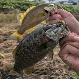 スモールマウスバス