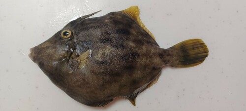 カワハギの釣果