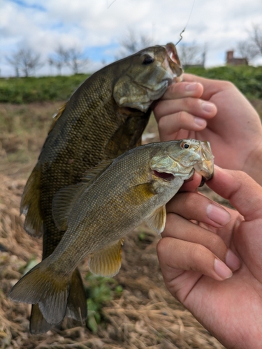 スモールマウスバスの釣果