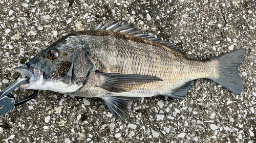 クロダイの釣果