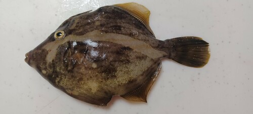 カワハギの釣果