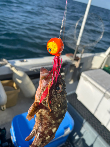 ウッカリカサゴの釣果