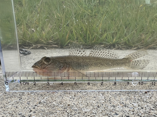 ハゼの釣果