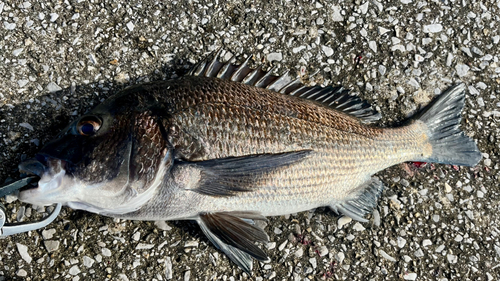 クロダイの釣果