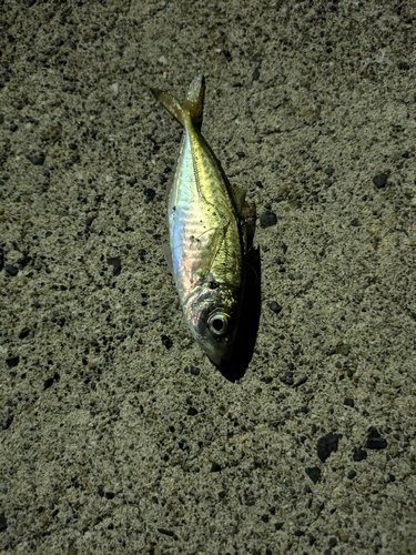 マアジの釣果