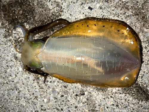 アオリイカの釣果