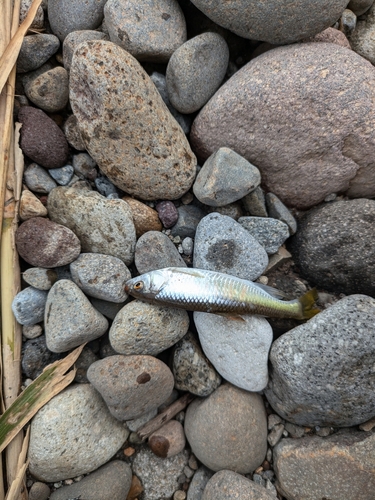 オイカワの釣果