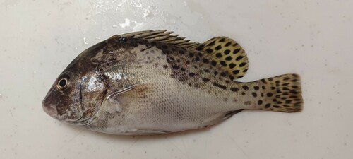 コショウダイの釣果