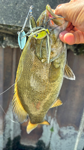 スモールマウスバスの釣果