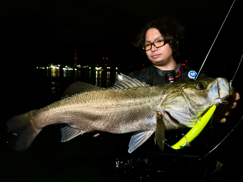 シーバスの釣果