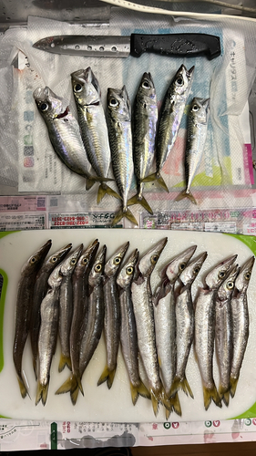 カマスの釣果