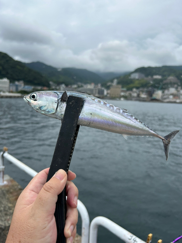 ソウダガツオの釣果