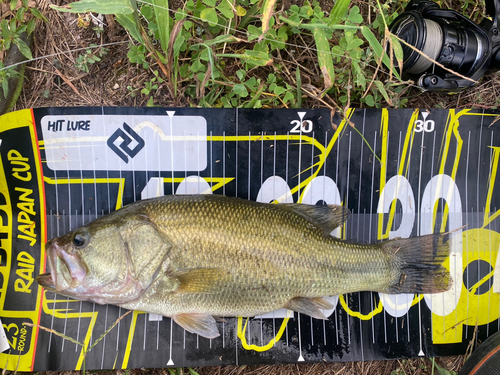 ブラックバスの釣果