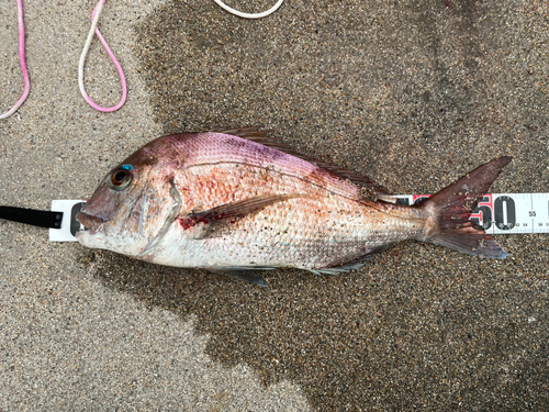 マダイの釣果