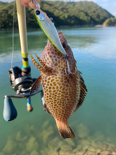 オオモンハタの釣果