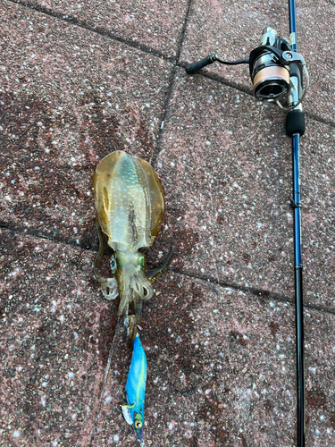 アオリイカの釣果