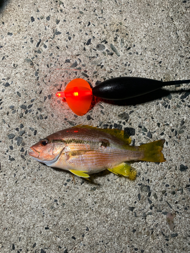 ヨコスジフエダイの釣果