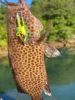 オオモンハタの釣果