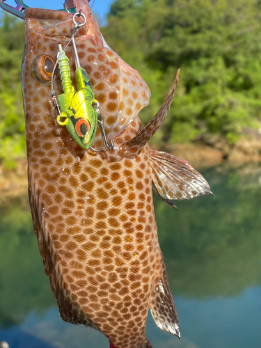 オオモンハタの釣果