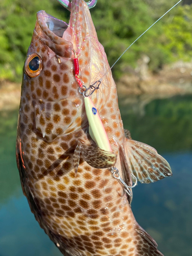 オオモンハタの釣果