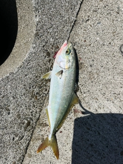 ツバスの釣果