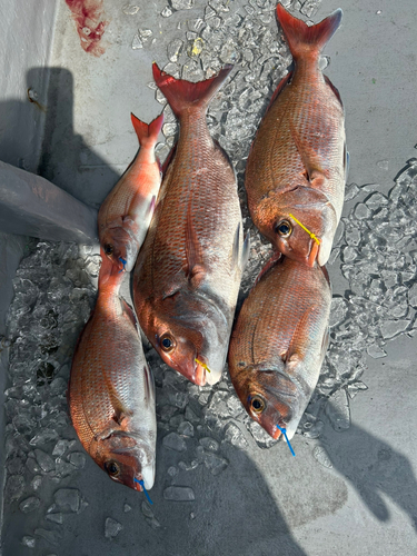 マダイの釣果