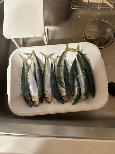 イワシの釣果