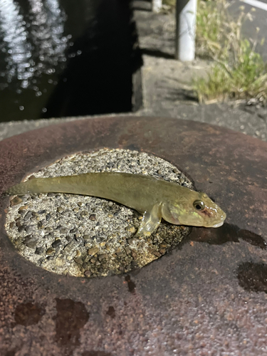 キビレの釣果