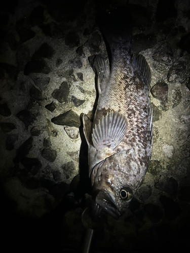 クロソイの釣果