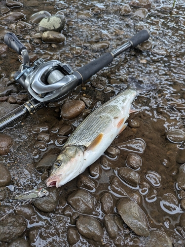 ウグイの釣果