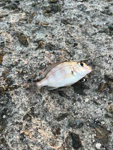 スズメダイの釣果