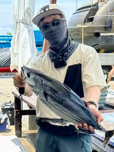 カツオの釣果