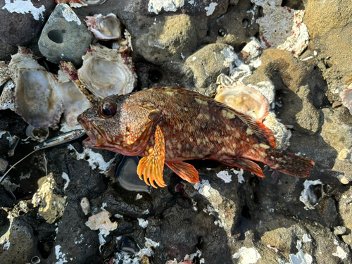 カサゴの釣果