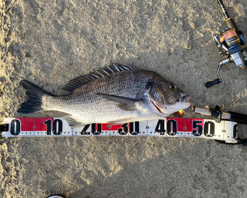 チヌの釣果