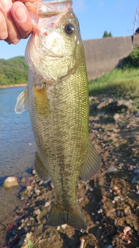 ラージマウスバスの釣果