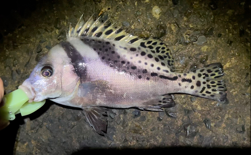 コショウダイの釣果