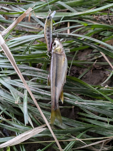 カワムツの釣果