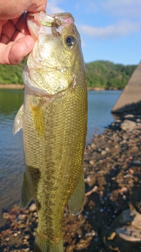 ラージマウスバスの釣果