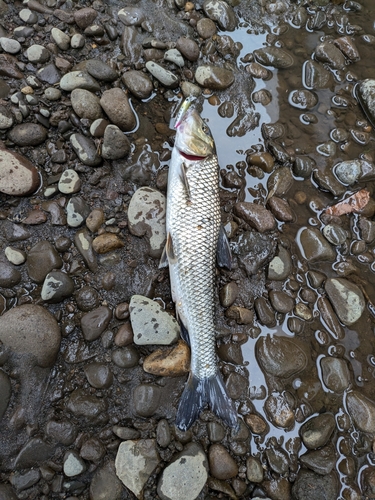 ニゴイの釣果