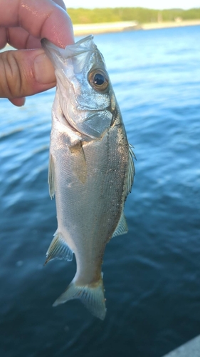 スズキの釣果