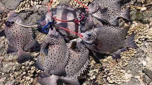 イシガキダイの釣果