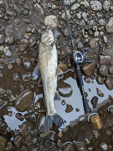 ニゴイの釣果