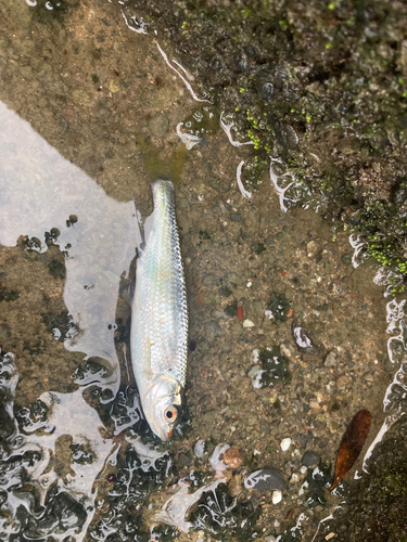 オイカワの釣果