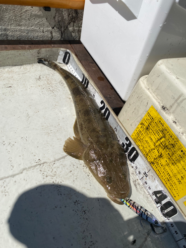 マゴチの釣果