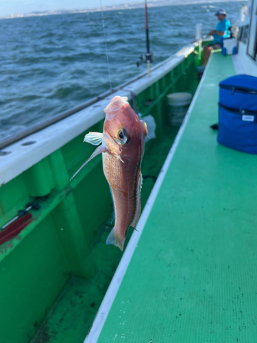 アマダイの釣果