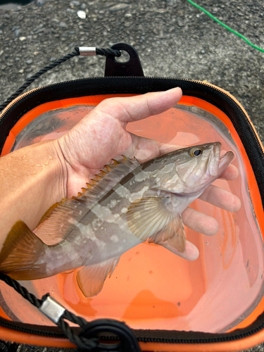 クエの釣果